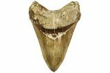 Serrated, Fossil Megalodon Tooth - Indonesia #214801-1